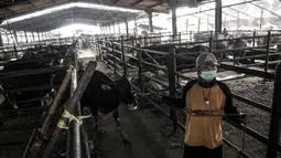 Pekerja membawa sapi yang akan dijadikan hewan kurban di RPH PD Dharma Jaya, Cakung, Jakarta, Kamis (30/7/2020). Persiapan dilakukan seperti pembersihan rutin kandang dan tempat pemotongan, mendata kesehatan hewan, serta mendirikan tempat pemotongan tambahan. (merdeka.com/Iqbal S. Nugroho)