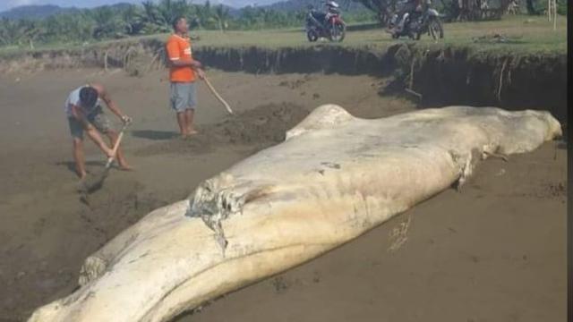 Ekor hiu tutul yang terdampar di Muara Mbaduk Pesanggaran Banyuwangi terpotong. (Istimewa).