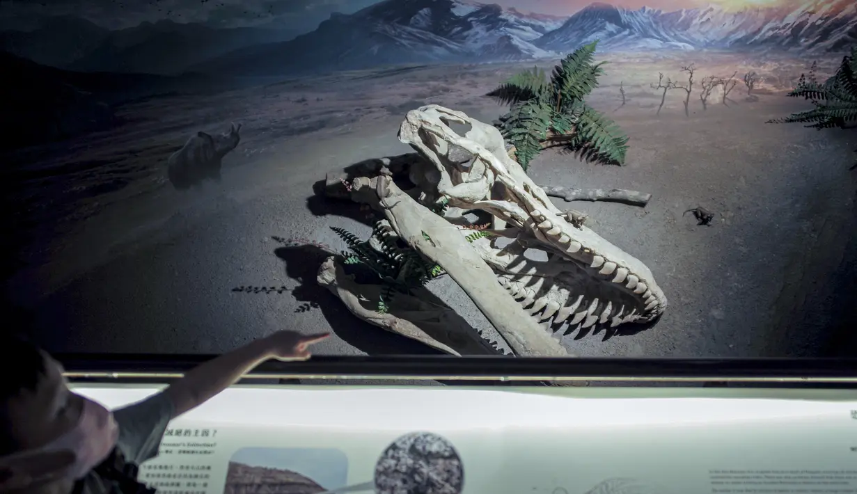 Replika fosil Tyrannosaurus rex atau T-Rex menjadi satu dari sekian banyak koleksi fosil Museum Nasional Taiwan  yang memilki daya tarik tinggi, khususnya bagi anak-anak. (AFP/Sam Yeh)