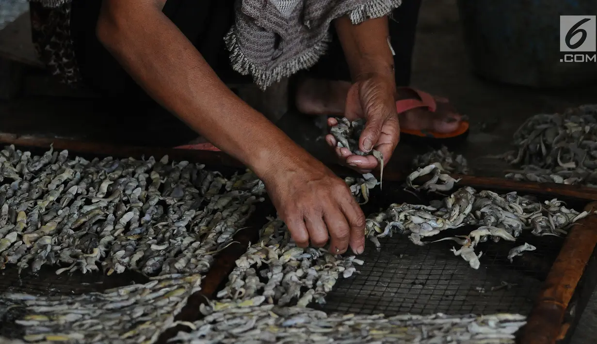 Pekerja menyusun cicak di rumah industri kawasan Cirebon, Jawa Barat, Selasa (2/4). Cicak kering ini diekspor ke beberapa negara Asia seperti Jepang dan China. (Liputan6.com/Herman Zakharia)