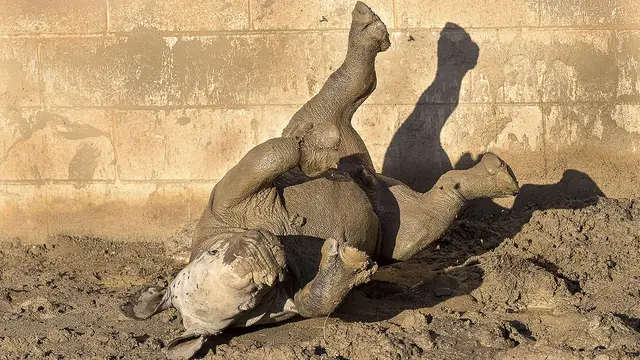 Seekor badak putih lahir di San Diego Zoo Safari Park pada 21 November 2019 diberi nama Future. (Ken Bohn/San Diego Zoo via AP)