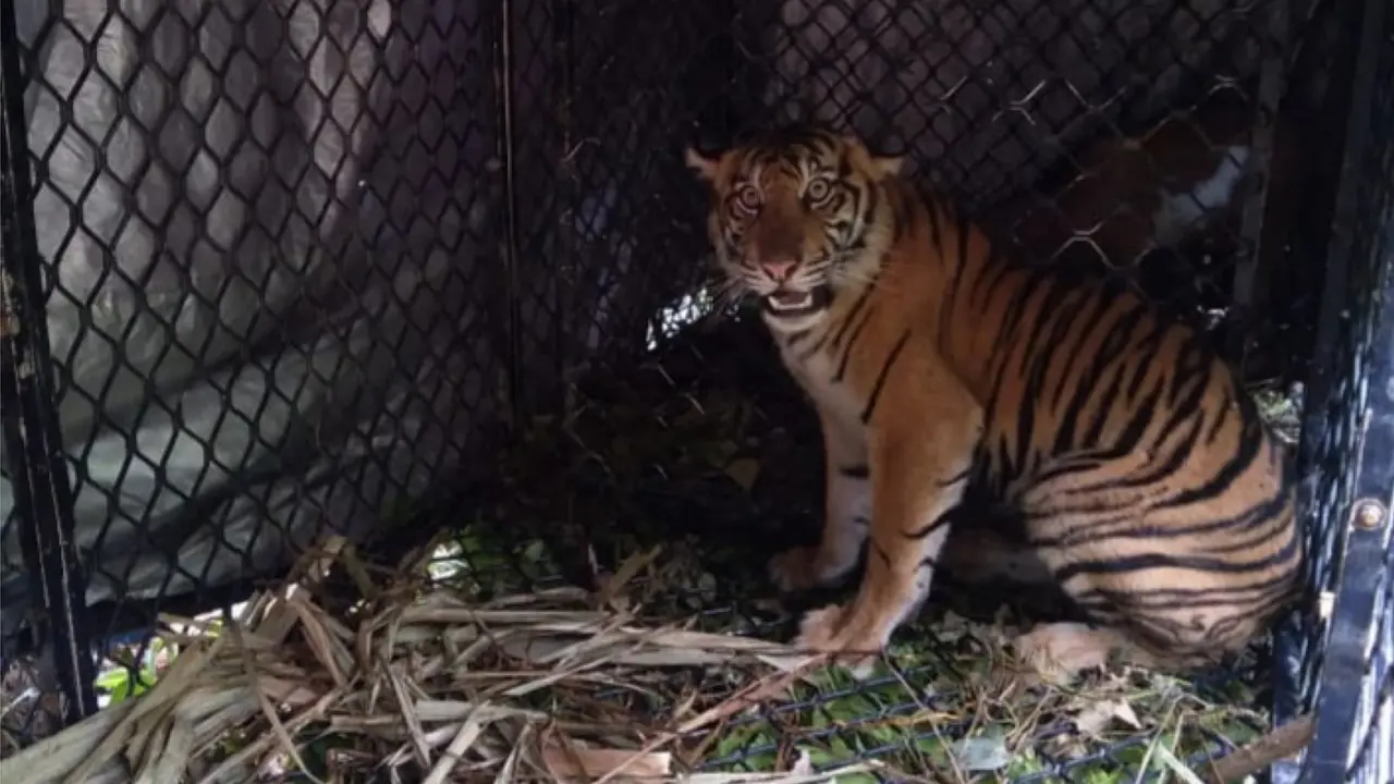 Harimau sumatra yang diamankan tim BKSDA Aceh (Liputan6.com/Rino Abonita)