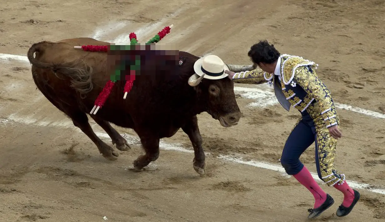 Matador asal Spanyol, David Fandila memberi topi pada banteng saat tampil di arena adu banteng Canaveralejo di Cali, Kolombia, Senin (29/12/2014). (AFP Photo/Luis Robayo)