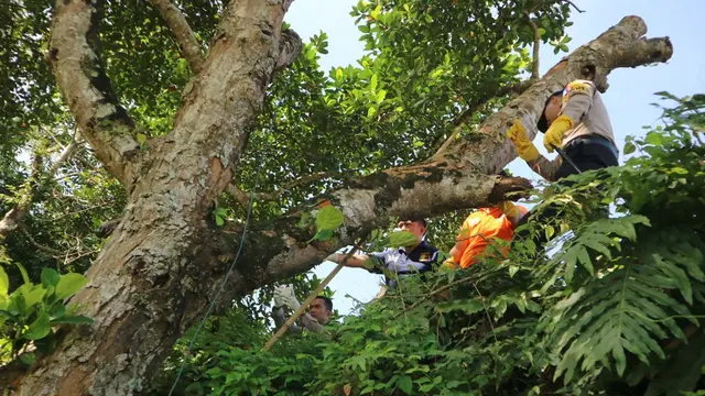 Kapolres Gowa, AKBP Shinto saat lakukan olah TKP Kasus Remaja Gantung Diri di Pohon Nangka (Liputan6.com/ Eka Hakim)
