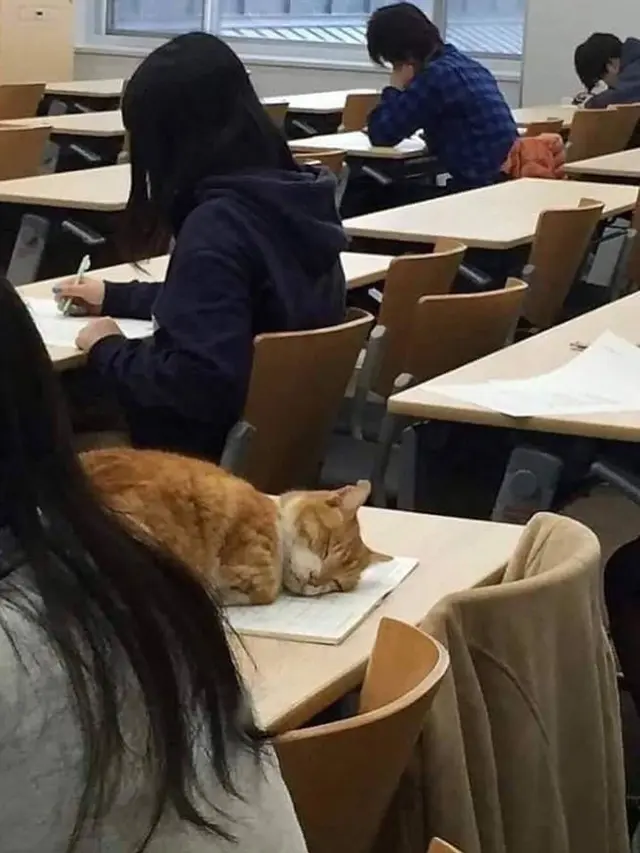 10 Kelakuan Kocak Kucing Bila Sedang di Dalam Kelas, Bikin Ketawa