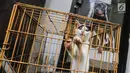 Seekor kucing dalam kandang siap diadopsi di Pondok Pengayom Satwa Jakarta, Senin (8/4). Untuk bisa menguburkan hewan peliharaan pemilik harus membayar minimal Rp 400.000 dan biaya perawatan sebesar Rp 75.000 per tahun. (Liputan6.com/Fery Pradolo)