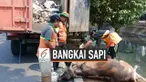 Petugas kebersihan Pemkot Jakarta Pusat menemukan bangkai sapi di kali Cideng Jakarta Pusat. Diduga bangkai sapi ini sengaja dibuang oleh pemiliknya. Selain itu petugas juga menemukan jeroan sapi di lokasi yang sama.