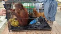 Polres Boalemo berhasil mengamankan anak orang utan yang diduga kuat di perjualbelikan (Arfandi Ibrahim/Liputan6.com)