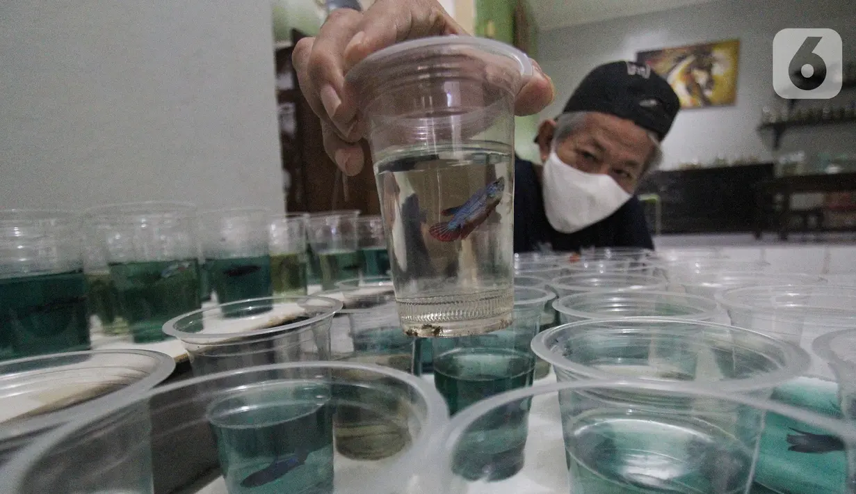 Penjual ikan cupang hias menyortir hasil budidaya rumahan untuk dijual di Perumahan Pondok Arum, Karawaci, Tangerang, Kamis (21/01/2021). Mereka dapat memperoleh pendapatan bersih Rp1,5 juta hingga Rp2 juta per bulan. (merdeka.com/Arie Basuki)