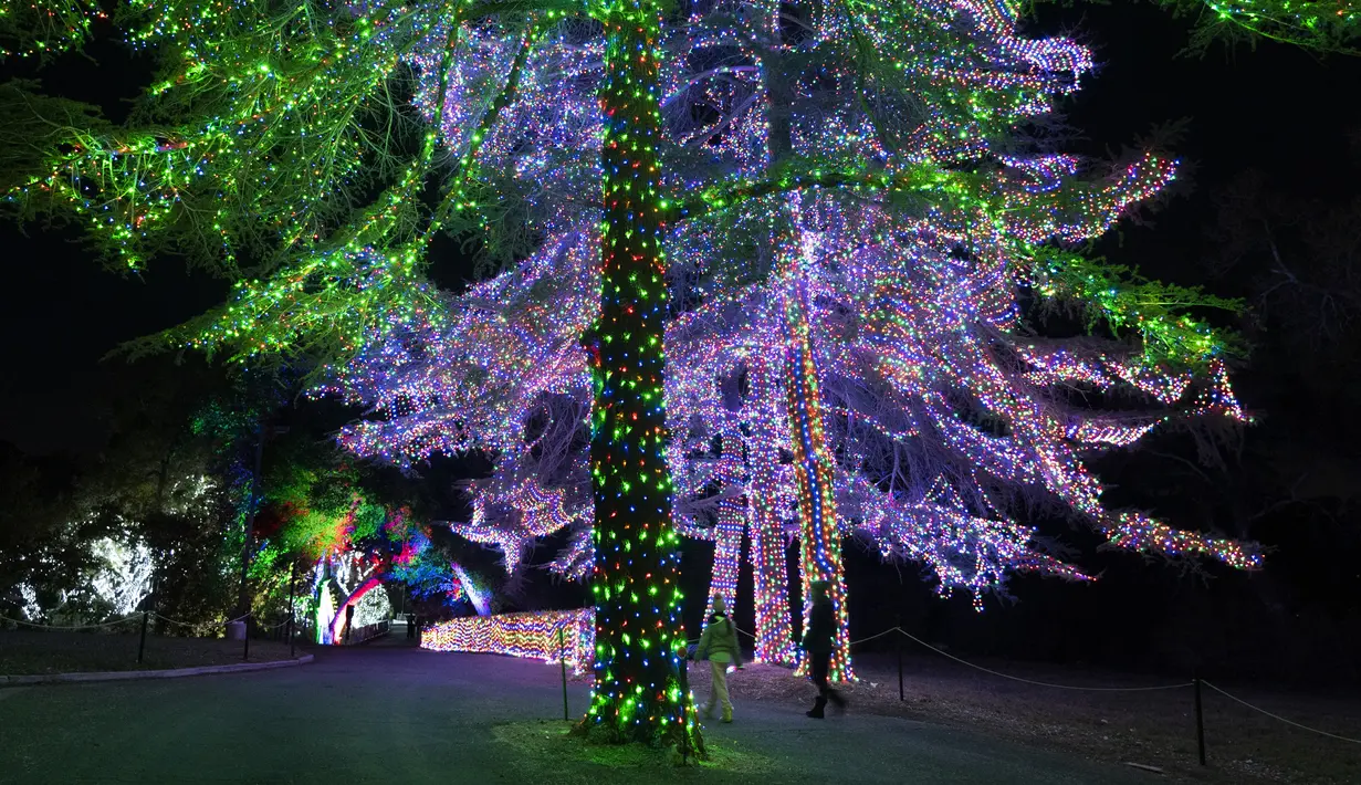 Dua pengunjung berjalan melewati pohon-pohon yang dihiasi lampu Natal pada pertunjukan cahaya Holiday Road di Calabasas, California, Amerika Serikat, 10 Desember 2021. Holiday Road digelar sepenuhnya setelah tahun lalu digelar secara drive-thru karena pandemi COVID-19. (AP Photo/Jae C.Hong)