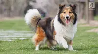 Anjing Shetland Sheepdog (iStockphoto)