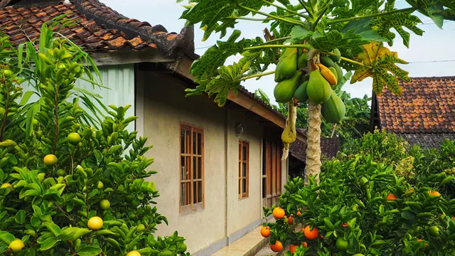 Ide Rumah Sederhana Sejuk di Desa dengan Pohon Buah (AI)