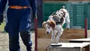 Gonta memakai ransel berisi live video feed dan GPS data saat berlatih dalam mencari korban di Fujimi, utara Tokyo (14/2/2016).  Seperti anjing penyelamat lainnya,Gonta mengandalkan naluri penciumannya untuk mencari korban. (AFP PHOTO/Bapak KAZUHIRO Nogi)