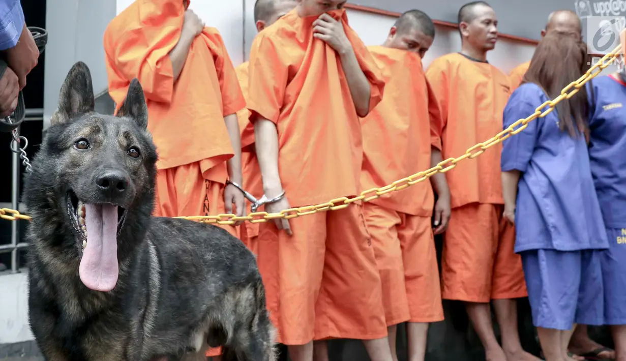 Seekor anjing K-9 berjaga dekat para tersangka saat rilis penyelundupan narkoba jaringan Malaysia di Gedung BNN, Jakarta, Selasa (16/10). BNN membongkar 4 kasus narkoba yang berbeda dengan mengamankan 17 tersangka. (Liputan6.com/Immanuel Antonius)