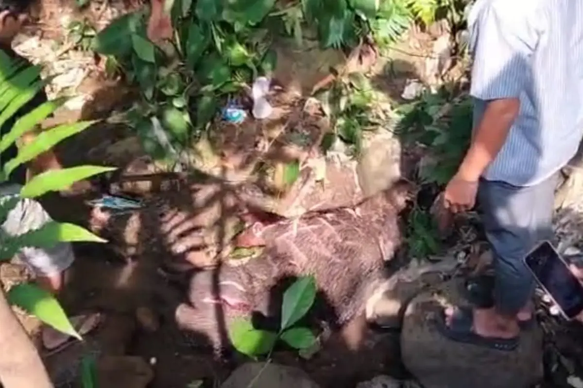 Babi hutan
