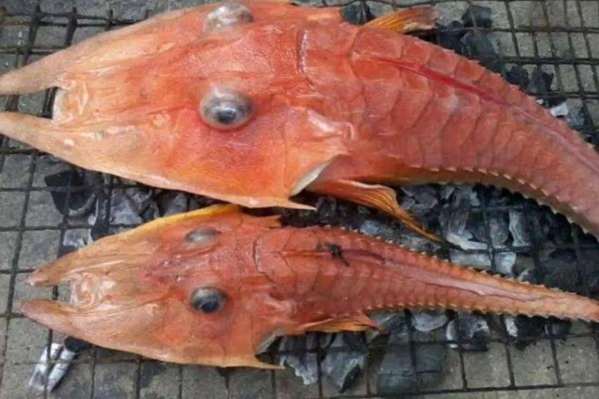 Nelayan Asal Australia Ini Temukan Monster Ikan Berkaki 