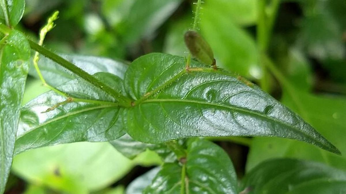 Cara Mengolah Daun Sambiloto agar Tidak Terlalu Pahit, Tetap Berkhasiat