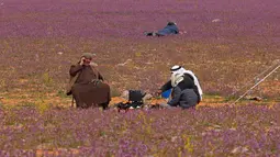 Dua pria menyiapkan teh di gurun pasir yang ditumbuhi bunga lavender di kota Rafha, dekat perbatasan dengan Irak, pada 13 Februari 2023. Penduduk di daerah itu menjauhkan unta untuk mencegah mereka memakan bunga lavender yang telah menarik perhatian para wisatawan. (Fayez Nureldine / AFP)