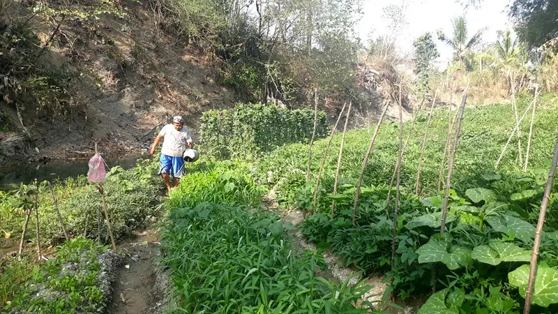 Kangkung, ubi jalar, cesin dan mentimun merupakan komoditas andalan petani untuk ditanam di pinggiran sungai. (Foto: Liputan6.com/Muhamad Ridlo)