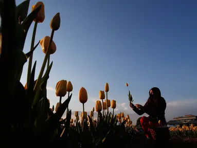 Seorang wanita memetik bunga tulip di ladang tulip "Tulipani Italiani", yang ditanam oleh pasangan Belanda di Arese, Milan, Italia (15/4/2021). Lahan berisikan bunga tulip ini merupakan tempat penanaman pertama di Italia. Taman bunga tulip ini dibuka pada tanggal 28 Maret. (AP/Antonio Calanni)