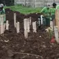 Petugas merapikan area makam jenazah dengan protokol COVID-19 di TPU Srengseng Sawah, Jakarta, Kamis (21/1/2021). Sebagian lahan TPU Srengseng Sawah dijadikan pemakaman jenazah Covid-19 sejak Selasa (12/1) lalu, dengan kapasitas 564 petak makam kini nyaris penuh. (Liputan6.com/Helmi Fithriansyah)