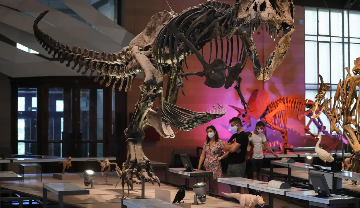 Orang-orang mengamati dinosaurus yang dipamerkan di Museum Institut Ilmu Pengetahuan Alam Kerajaan Belgia di Brussel, Belgia (15/9/2020). Museum ini membuka rute satu arah baru untuk menawarkan kepada publik cara yang aman untuk berkunjung di tengah pandemi COVID-19. (Xinhua/Zheng Huansong)