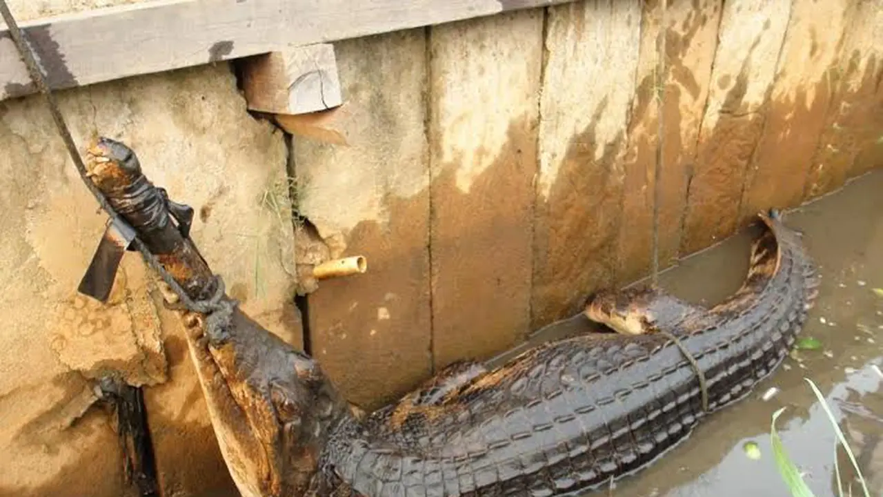 Buaya Langka Hebohkan Warga Ketapang, Akibat Terdampar di Parit