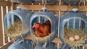 Galon untuk Sarang Bertelur (Nesting Box) merupakan salah satu desain kandang ayam dari galon bekas (Gemini AI)