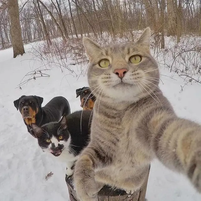 Selfie Kucing Bareng Anjing