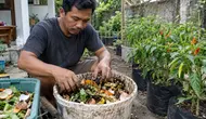 12 Cara Membuat Cabai Berbuah Lebat dengan Bahan Dapur Sederhana, Tak Perlu Beli Pupuk Mahal