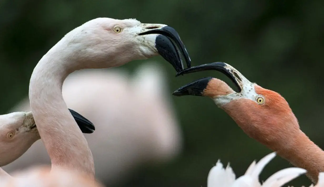 Bayi Flamingo meminta sesuatu pada induknya Tierpark Berlin, Selasa (13/05/2014) (AFP PHOTO/JOHANNES EISELE )