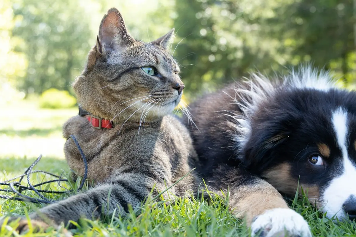 Dog and Cat