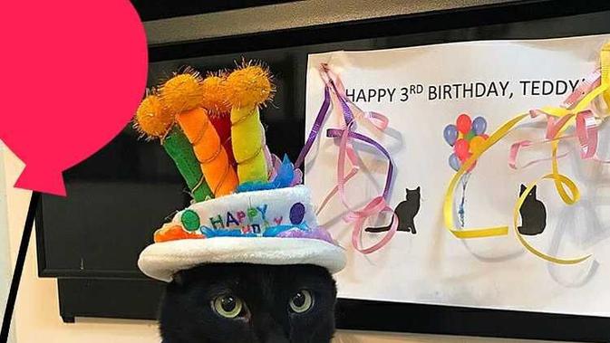 foto: IG/@cat_birthday_feature