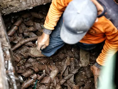 Petugas kebersihan menarik bungkusan kabel yang menyumbat saluran air di Jalan Merdeka Selatan, Jakarta, Senin (29/2). Basuki Tjahaja Purnama (Ahok) mengatakan adanya dugaan sabotase banjir akibat limbah kulit kabel tersebut (Liputan6.com/Faizal Fanani)