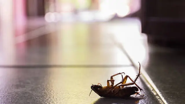 Ilustrasi kecoak (iStock)