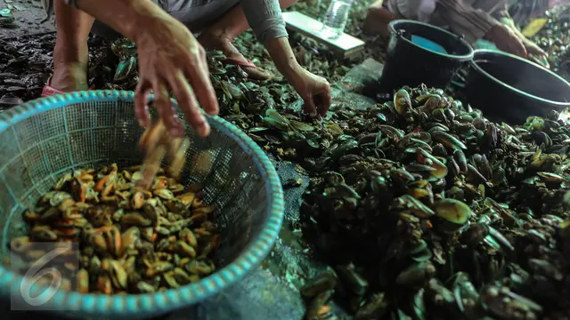 Cara Memilih Kerang Hijau yang Aman