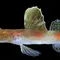 Spesies Baru Ikan Gobi 'The Sunrise of Java', Penemuan Unik BRIN di Banyuwangi