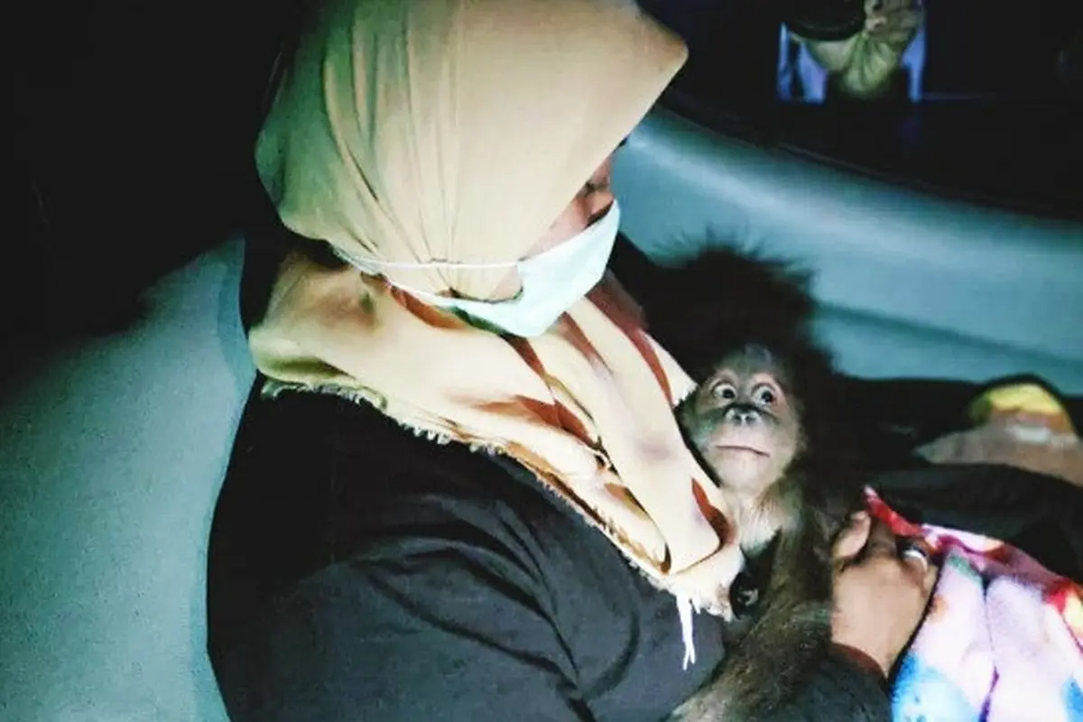 Bayi orangutan yang gagal diselundupkan dari Kota Dumai menuju Malaysia.