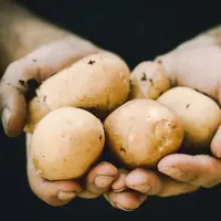 Memilih kentang untuk MPASI (Foto: unsplash/JESHOOTS.COM)