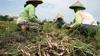 Tekad Mau Swasembada Pangan, Anggaran Pertanian Justru Dikurangi