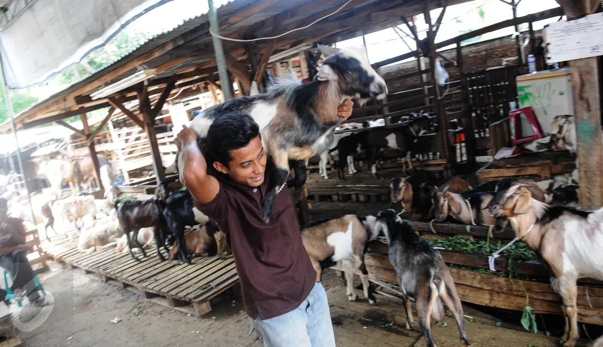 Seorang penjual memanggul kambing di Pasar Kambing Tanah Abang, Jakarta, Minggu (11/9). Satu hari jelang Idul Adha 1437 H, pedagang di pasar tersebut bisa menjual 70-90 ekor per hari dari harga Rp 2 juta hingga 5 juta. (Liputan6.com/Faizal Fanani)
