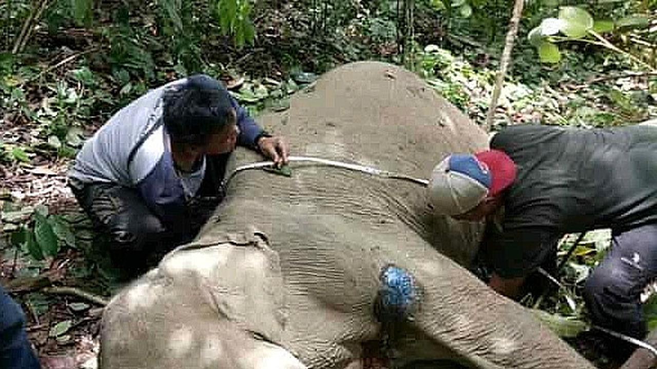 Seekor bayi gajah ditemukan dengan kondisi terluka akibat jeratan