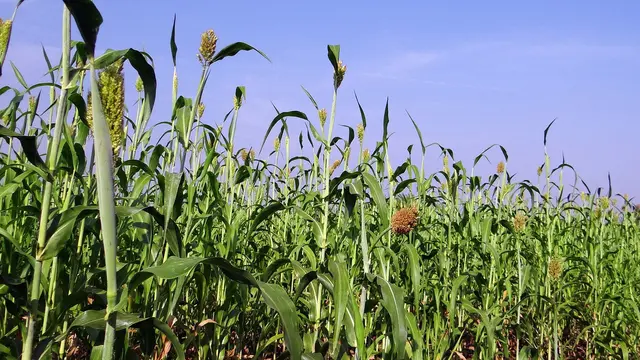 Upaya Populerkan Sorghum Sebagai Alternatif Sumber Karbohidrat Selain Nasi