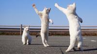 Foto kucing putih sedang diajari menari (Sumber: boredpanda)