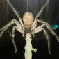 Keluarga yang bersiap makan malam itu hanya bisa terpaku saat melihat laba-laba berbisa itu mengunyah kadal.