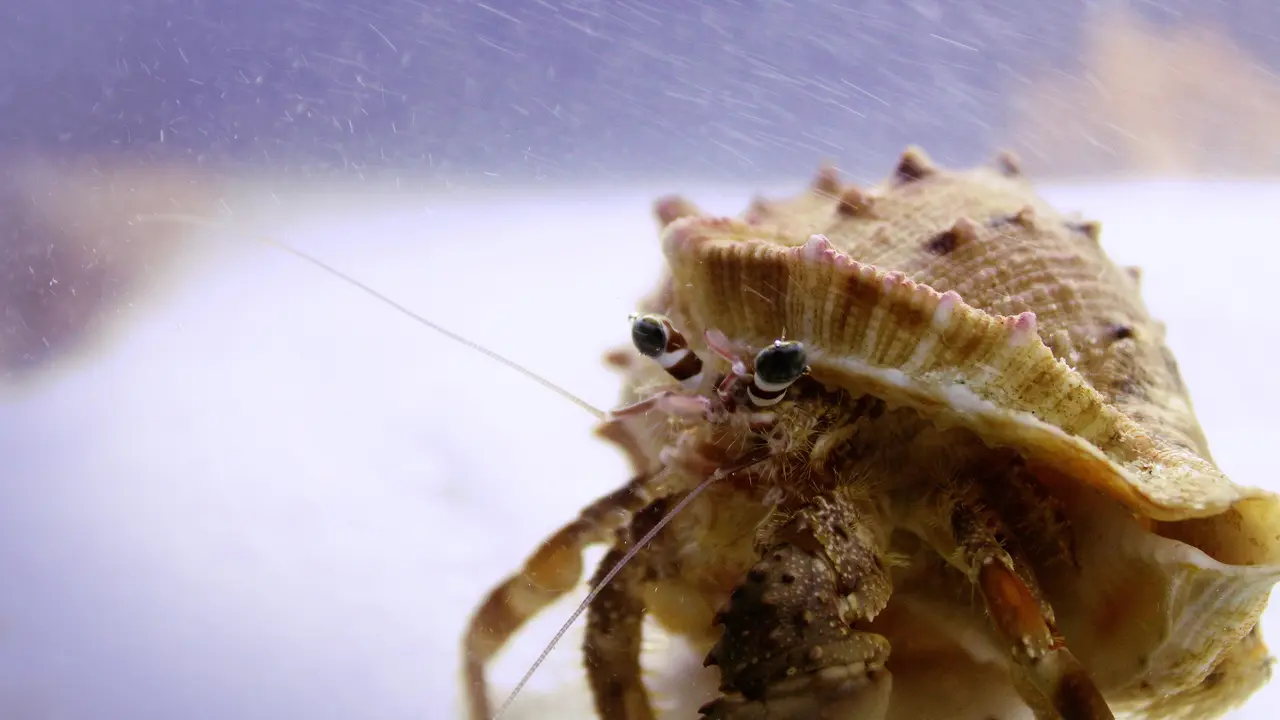 Keong Laut