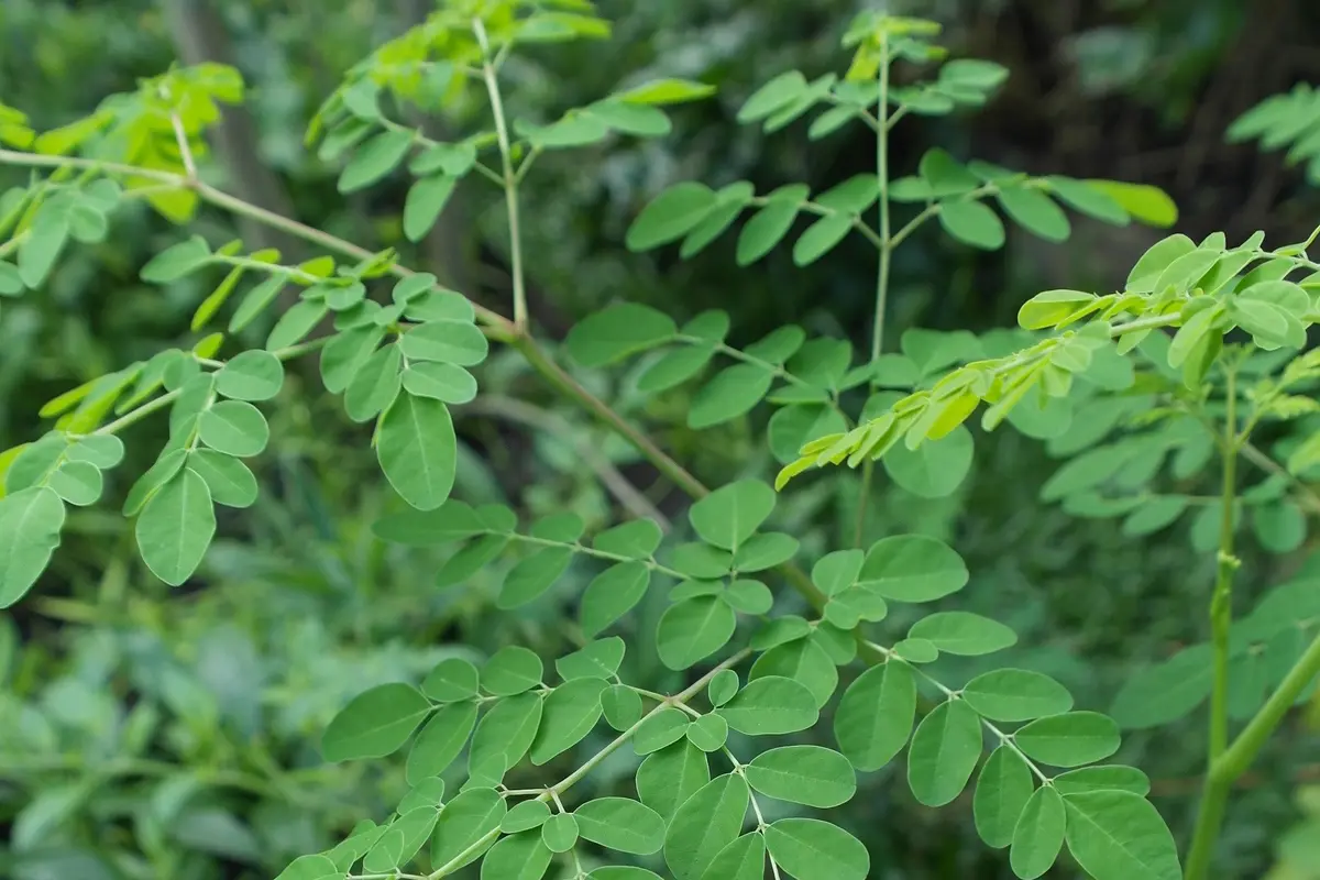 daun kelor-kezo