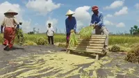 Sejumlah petani melaksanankan panen padi jenis Inpari 40 di Desa Banyu Urip, Kecamatan Praya Barat, Kabupaten Lombok Tengah NTB. Selain Inpari 40, terdapat sejumlah teknologi pertanian lain yang diterapkan petani untuk meningkatkan produktivitas padi.