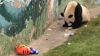 Foto Panda Kunyah Sampah Ini Sebabkan Netizen Marah