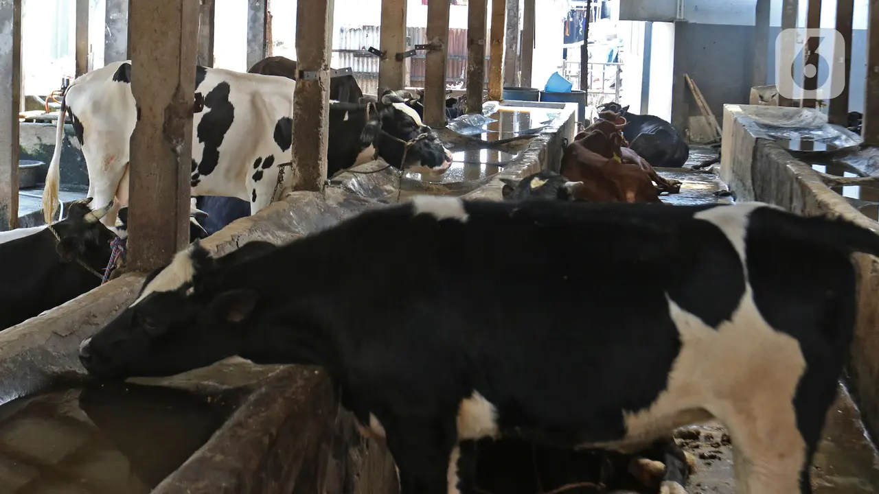 Penerapan Inseminasi Buatan untuk Peningkatan Produksi Hewan Ternak